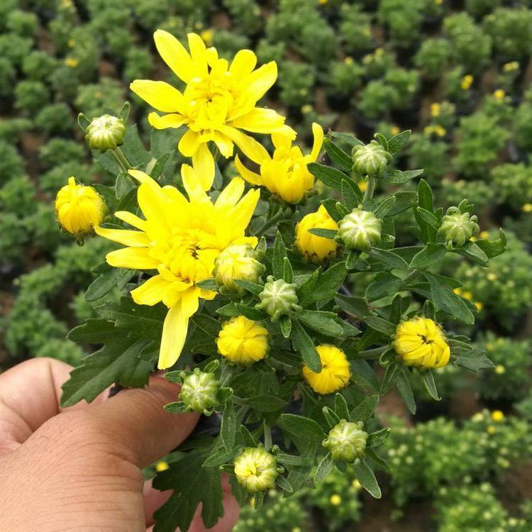 辽宁黑心菊种植基地,菊花造型哪家好