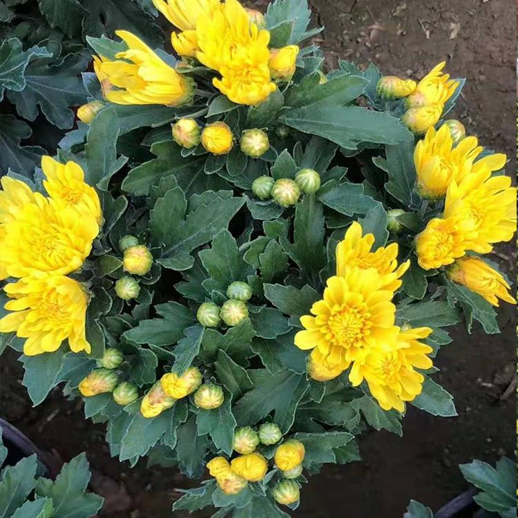 宝德节日用国庆菊报价,绿化用国庆菊价格