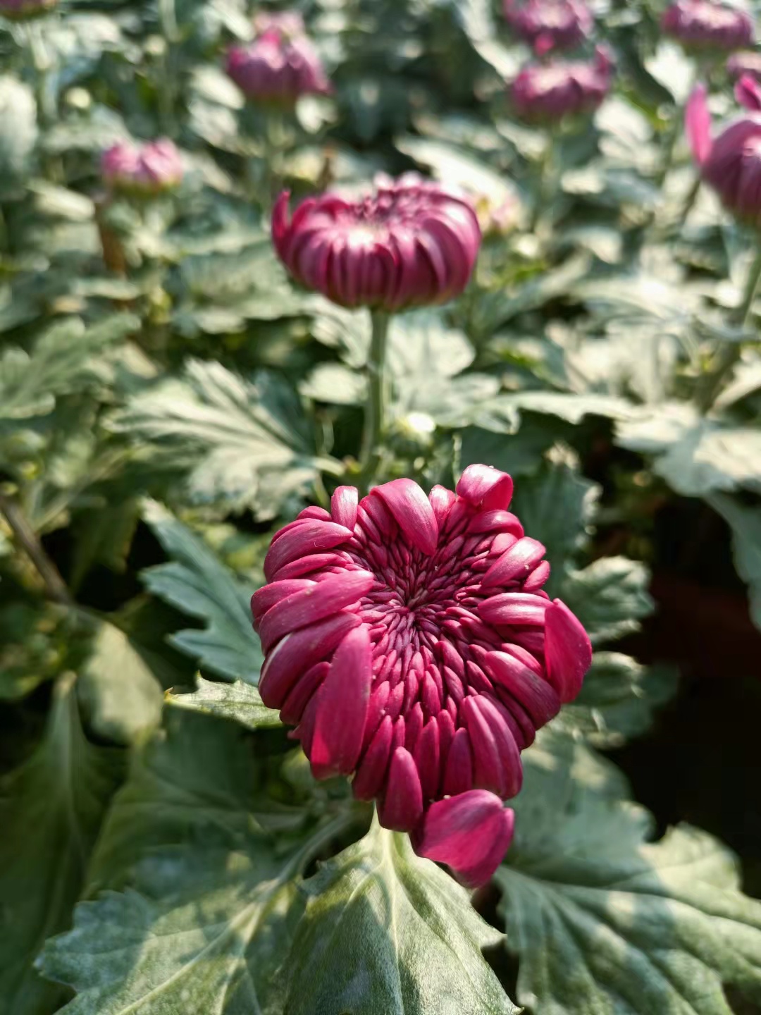 烟台秋菊苗种植基地,观赏秋菊种植基地