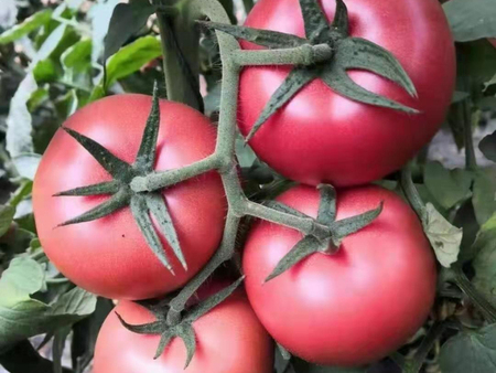 陕西西红柿苗多少钱