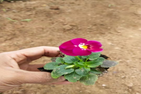 吉林三色堇幼苗种植基地