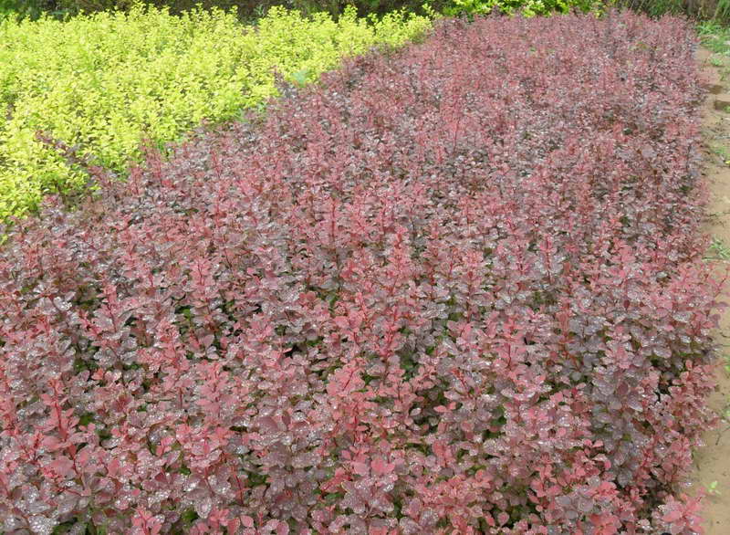 河北红叶小檗小苗种植基地