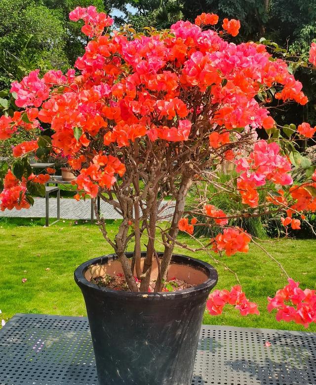 辽宁杜鹃盆栽苗种植基地