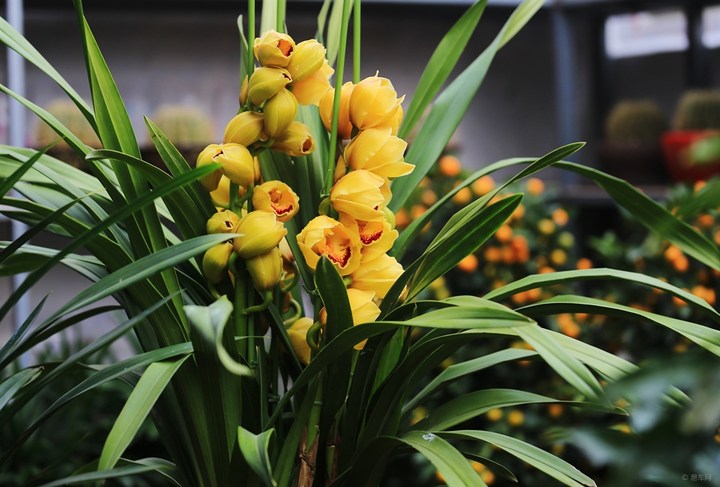 山东大花蕙兰幼苗种植基地