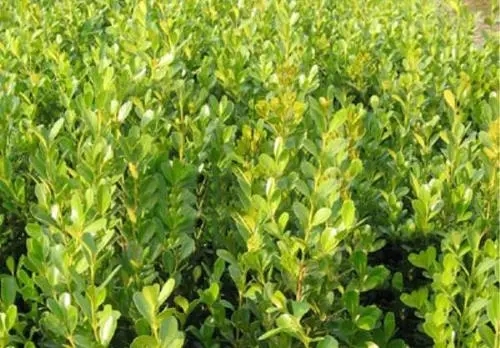 重庆大叶黄杨盆栽苗种植,大叶黄杨绿化苗基地