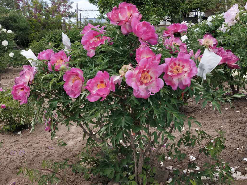 宁夏牡丹根嫁接费用,嫁接牡丹花那有卖