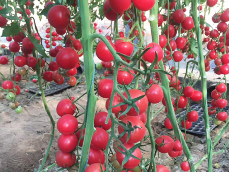 小番茄种子