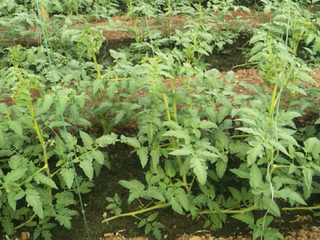 曲靖抗死棵西红柿种子培育基地