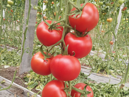 小番茄种苗