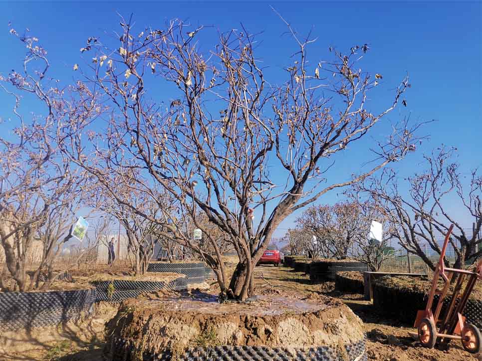 内蒙古树形牡丹栽培基地