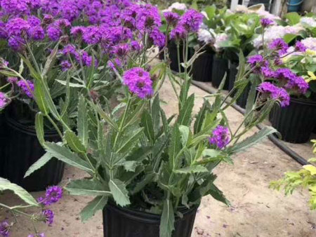 内蒙古绿化用马鞭草种植基地