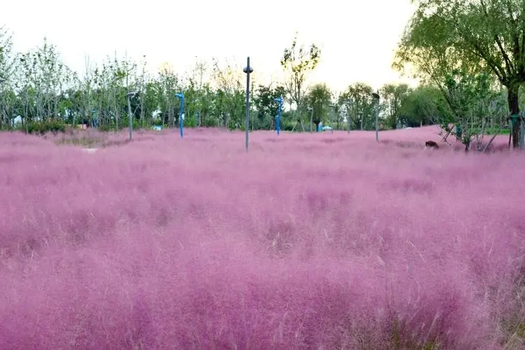 吉林粉黛乱子草花海培育,粉黛乱子草小苗供货商