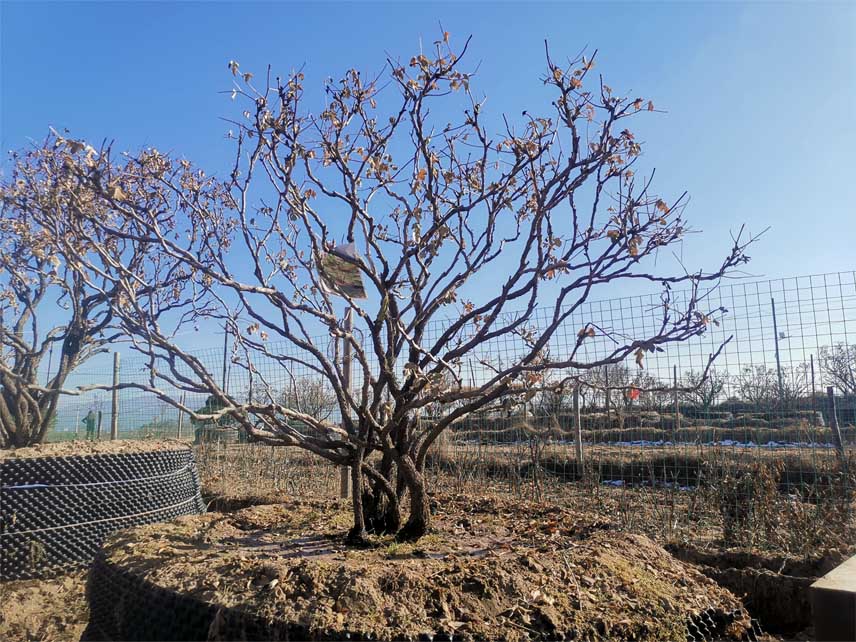 北京牡丹花树培育,牡丹花苗种植