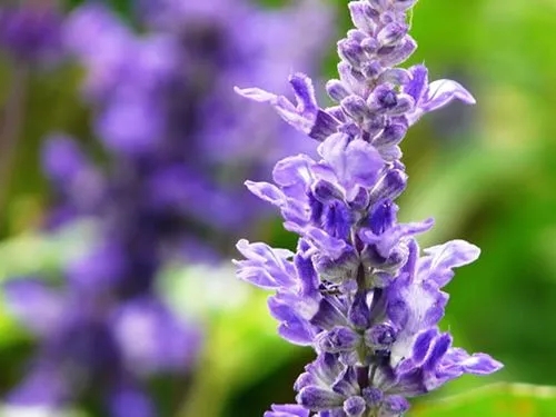 山东草花鼠尾草培育基地,草花鼠尾草价格