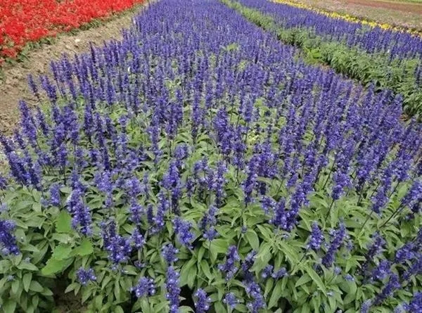 湖南草花鼠尾草基地