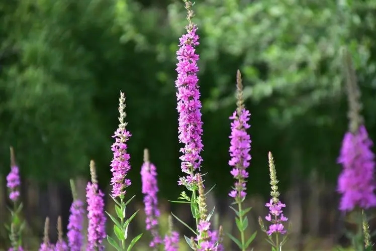 安徽工程用千屈菜种植基地,千屈菜幼苗培育基地