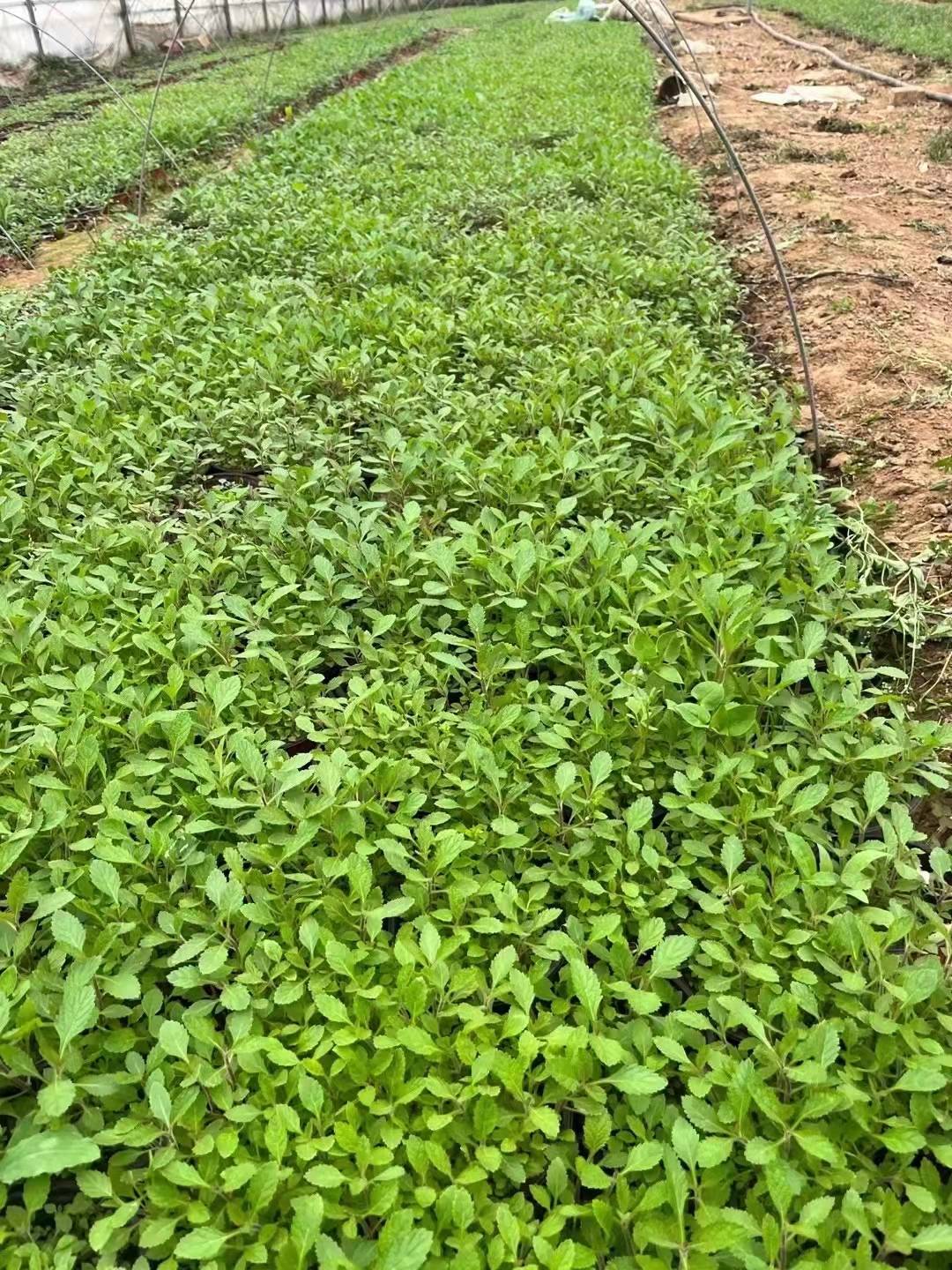 青州柳叶马鞭草种苗种植基地