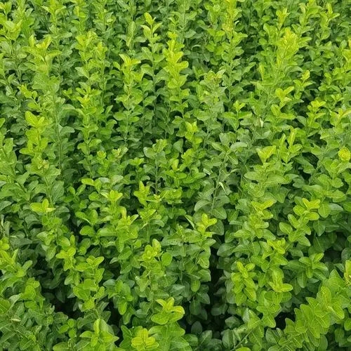 重庆扶芳藤小苗种植,花叶扶芳藤培育