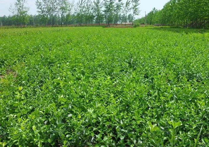 辽宁花叶扶芳藤供货商,盆栽扶芳藤培育