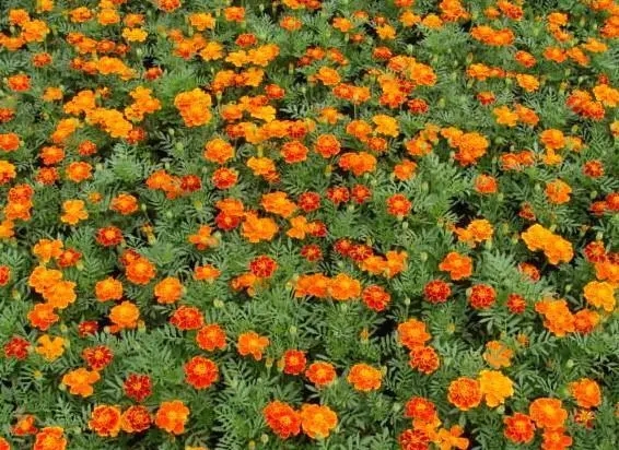 江西孔雀草种植基地