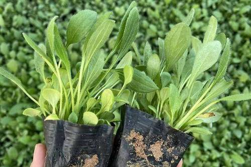 河北黑心菊幼苗种植基地,绿化用黑心菊基地