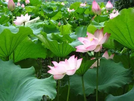 山西荷花小苗供货商,荷花幼苗批发