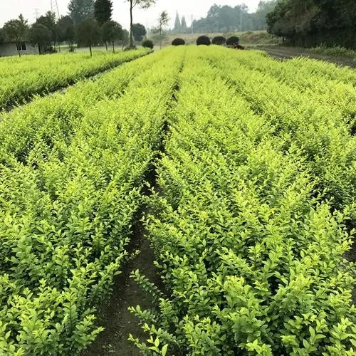 江苏金叶女贞工程苗批发,金叶女贞小苗种植基地