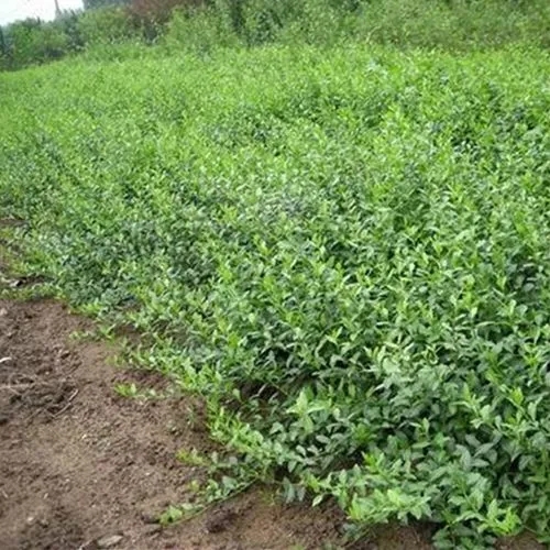 上海园林用扶芳藤基地,绿化用扶芳藤培育