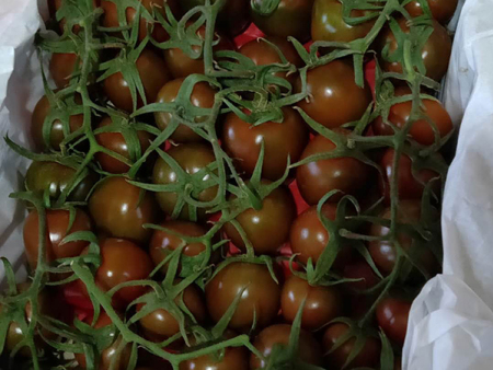 聊城草莓柿子超市对接,黑番茄批发商