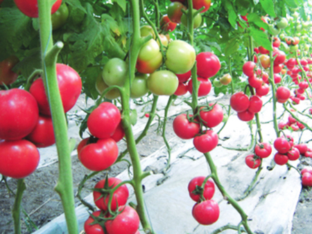 新疆抗TY西红柿种子零售,抗褪绿西红柿种子哪里有