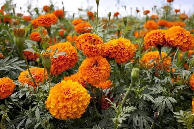河北南非万寿菊基地,万寿菊苗种植