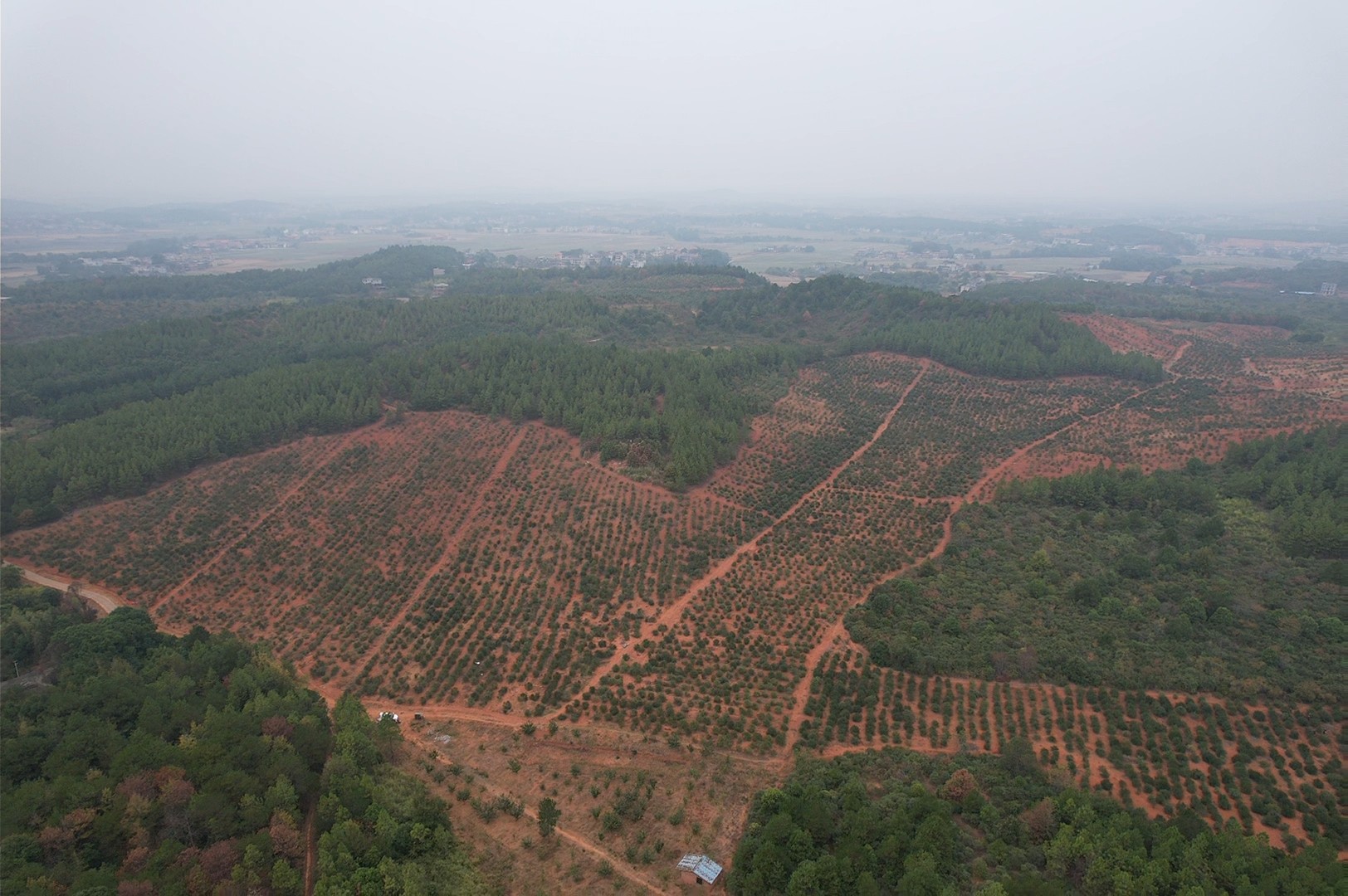 北京茶油价格,山茶油供应商