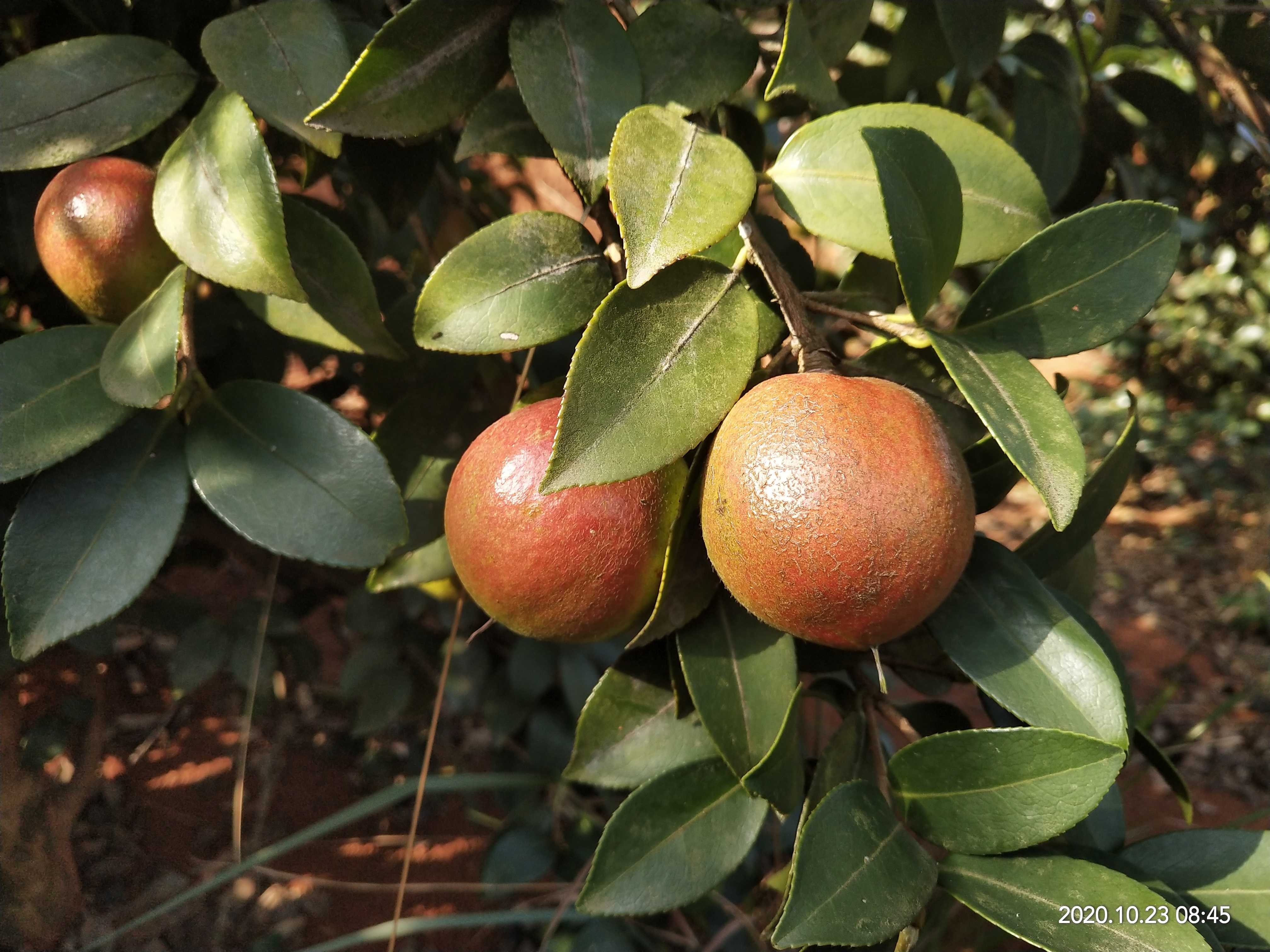 广东纯茶油生产厂家,纯茶油厂家