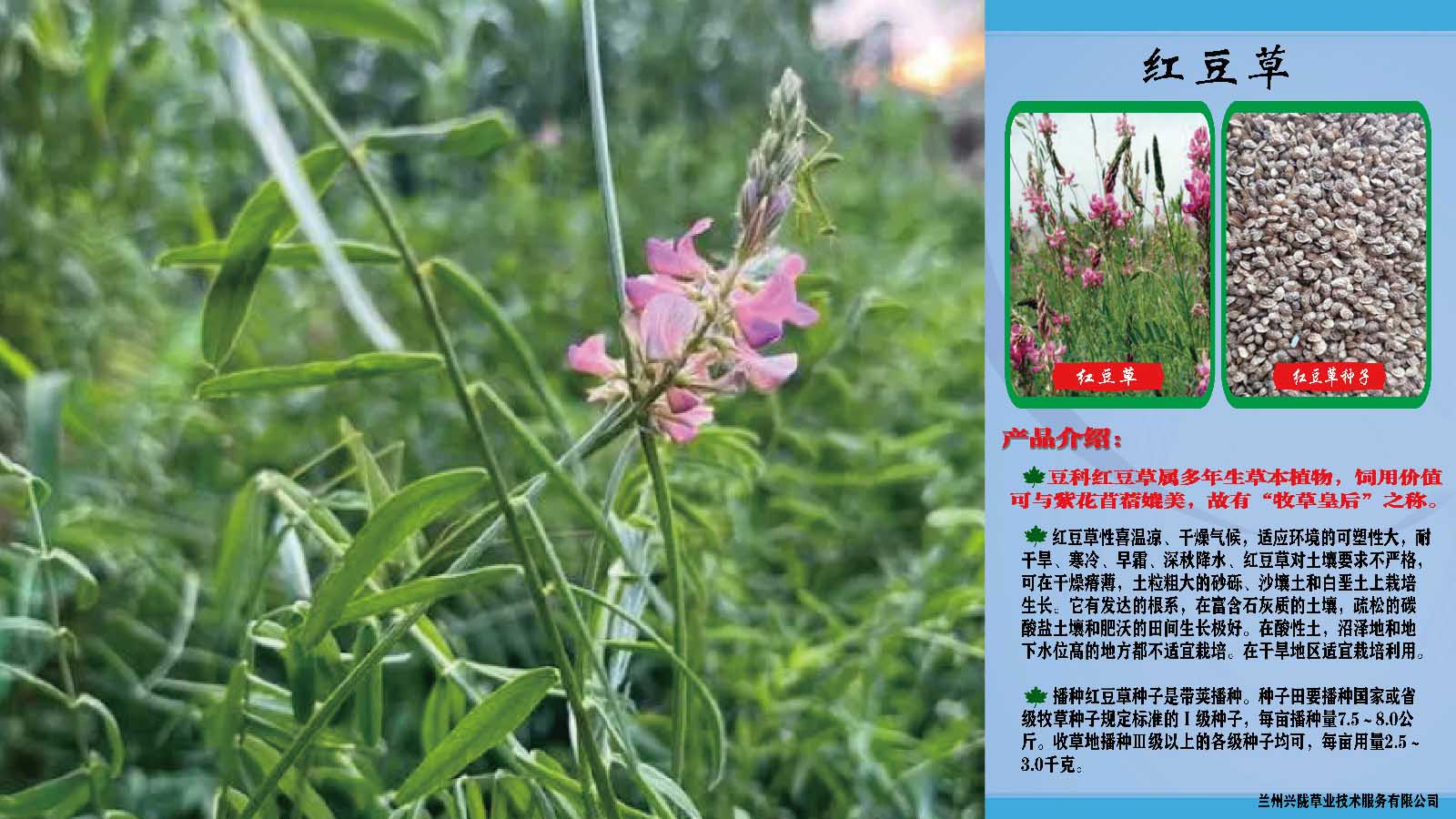甘肃牧草草籽-青海高产牧草种子-西藏牛羊牧草种子