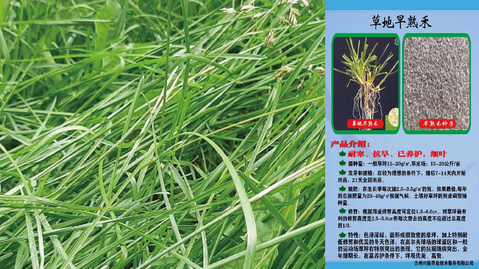 青海饲用甜高粱种子批发,冷地早熟禾种子公司