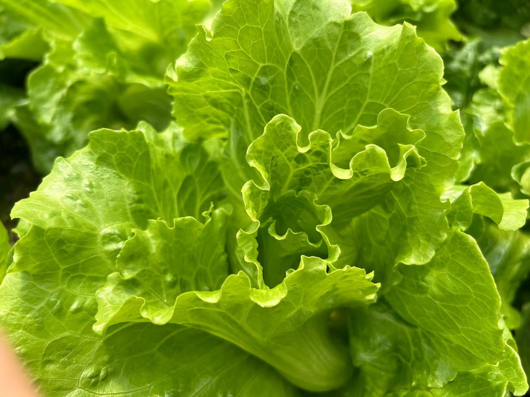 广西反季蔬菜批发市场