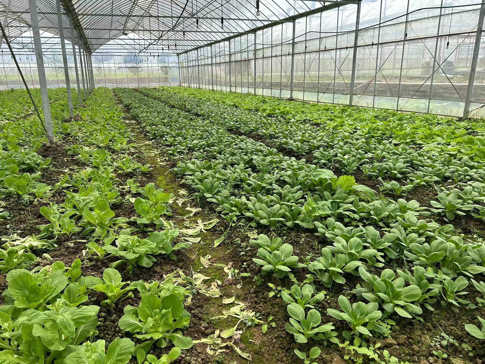 山东绿色健康蔬菜供应链