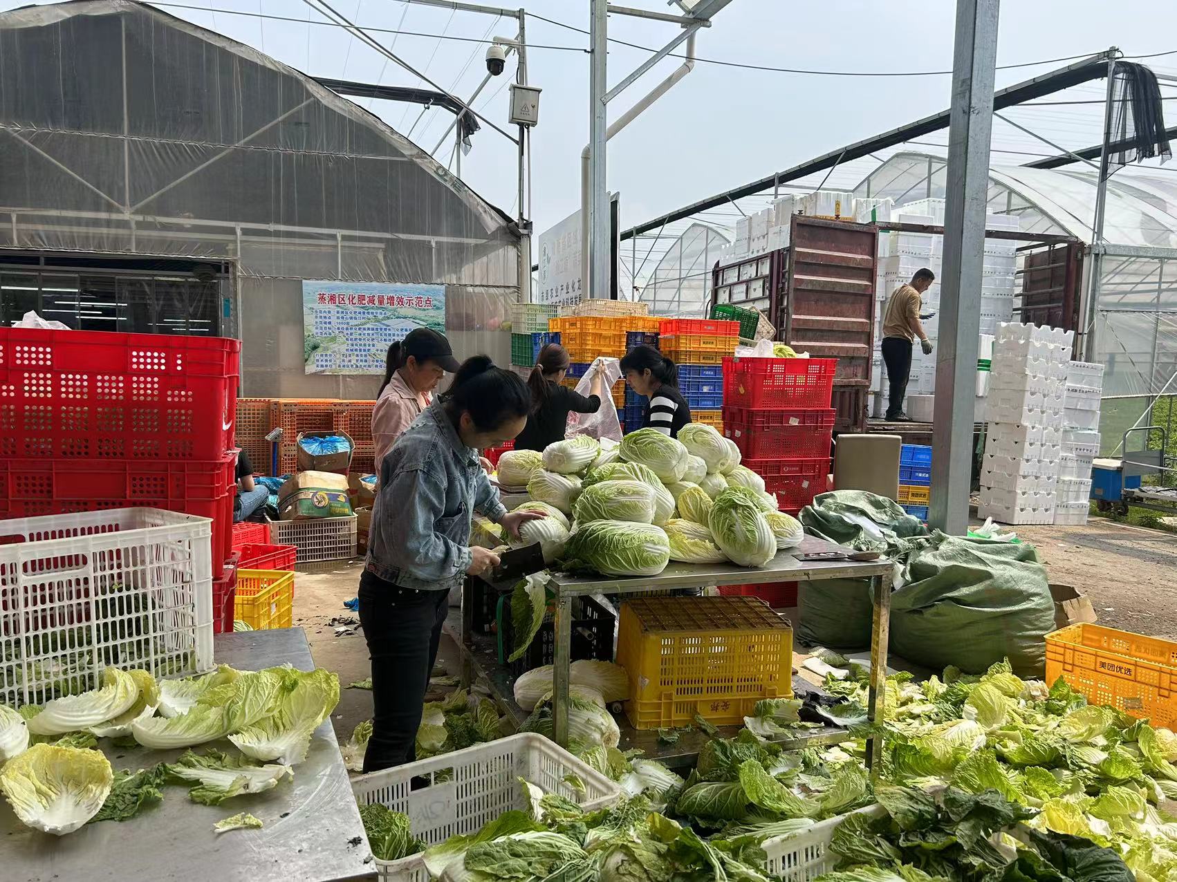 山东绿色健康蔬菜批发市场