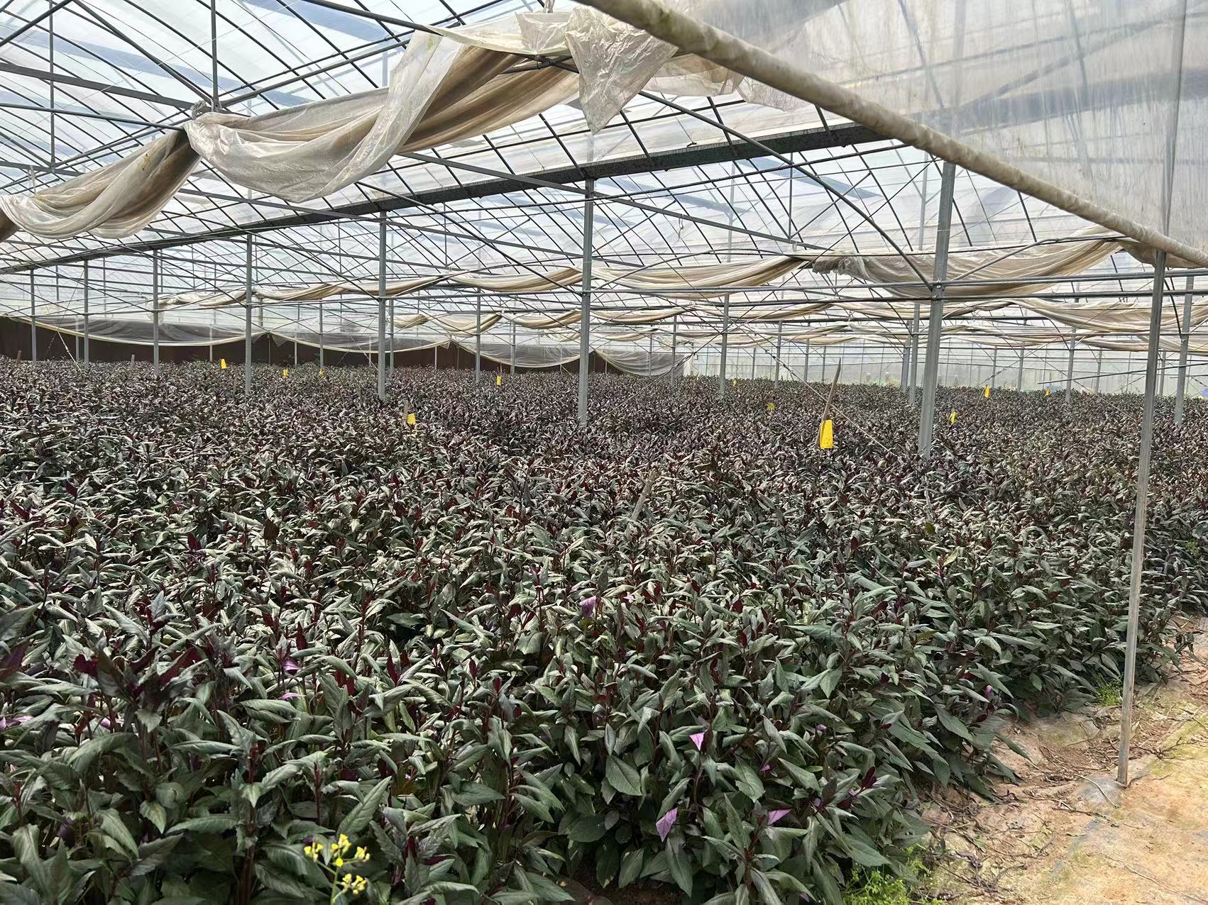 四川紫背天葵批发市场