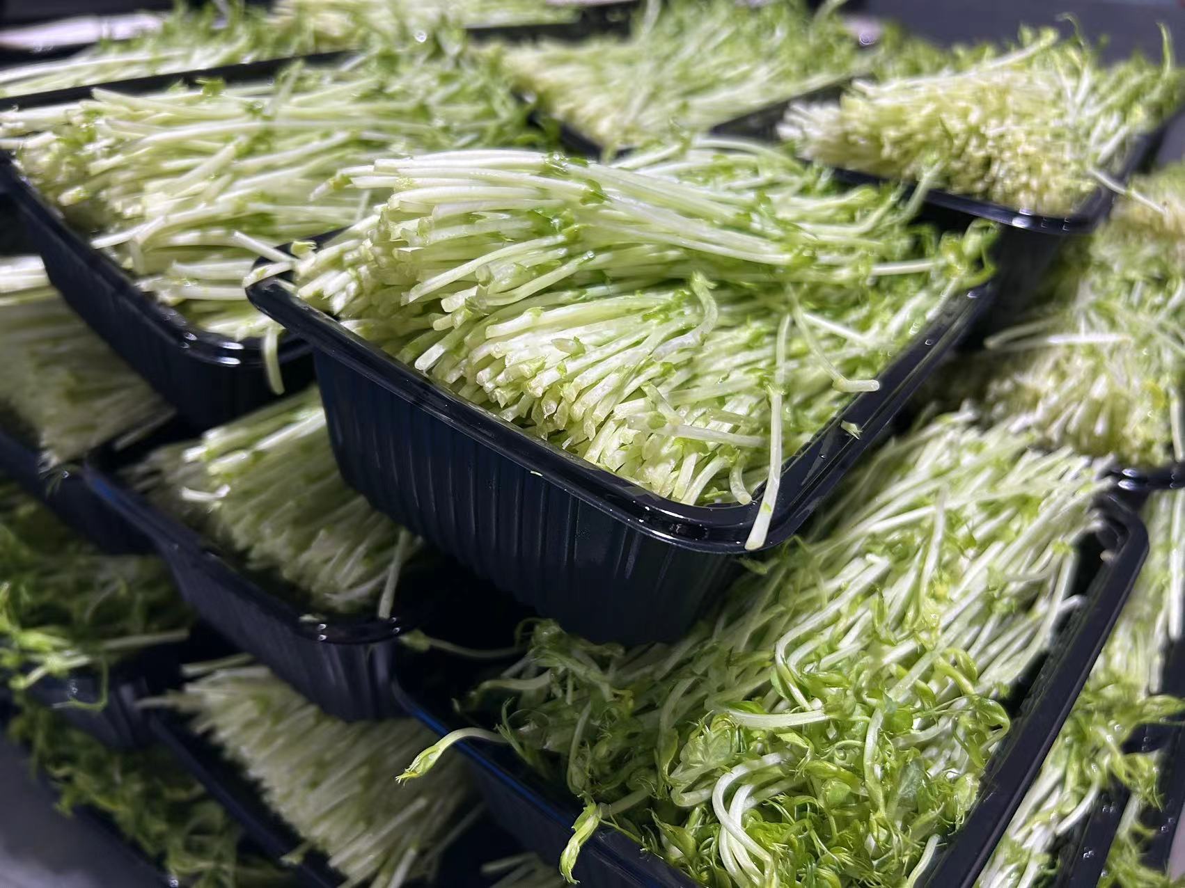 衡阳辣椒批发商