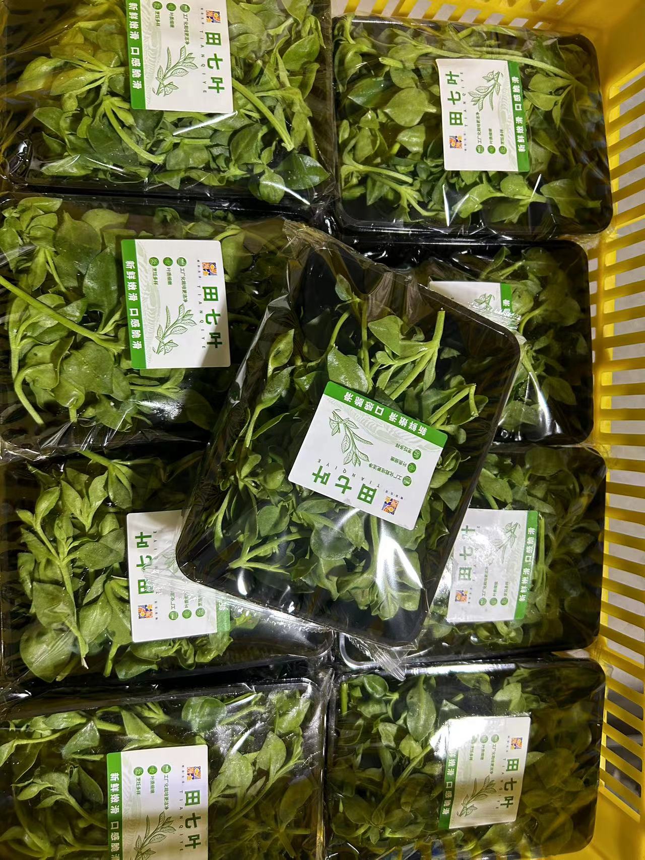 贵州苦苣供应商