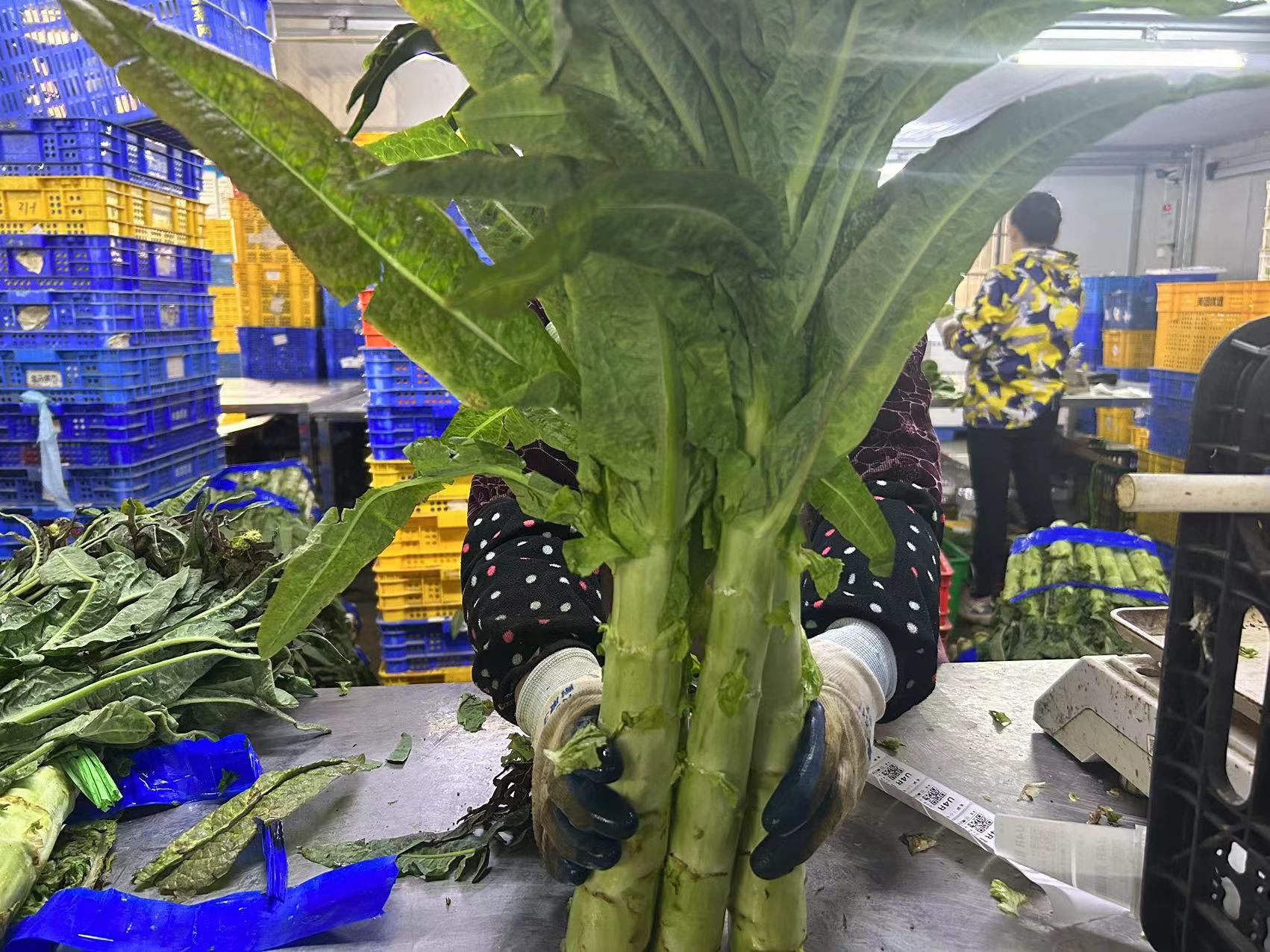 衡阳辣椒批发商