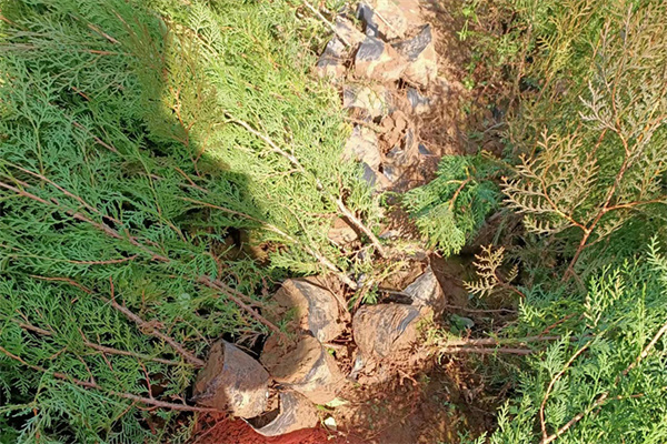 陕西侧柏三年苗种植基地