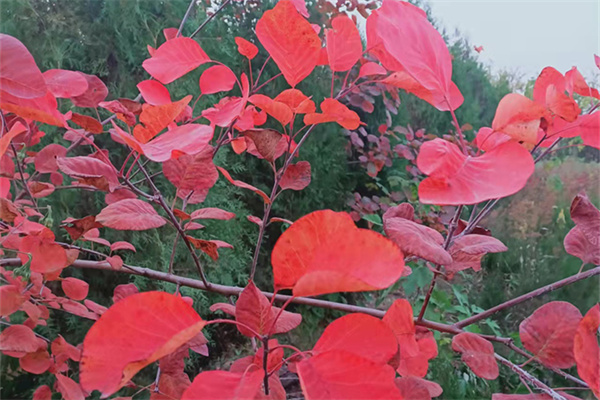 山东黄栌三年苗批发基地