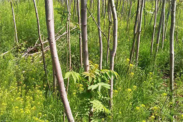 安徽火炬苗圃批发商