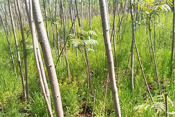 江西火炬树苗种植基地