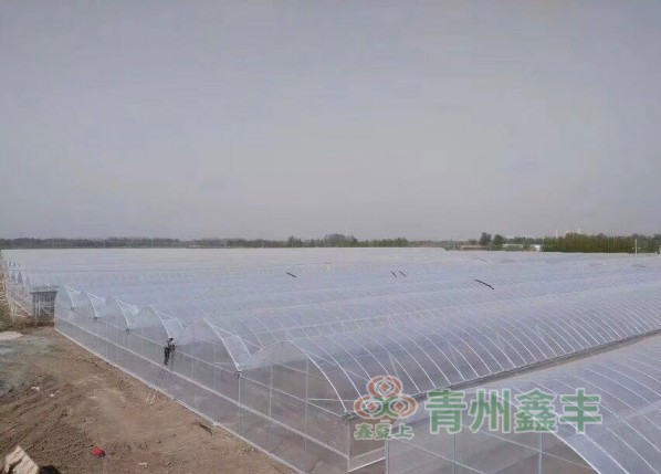 寿光塑料棚膜厂家