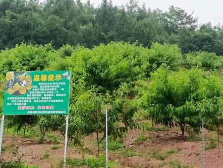 江苏零污染水果采摘基地,绿色水果黄桃品牌