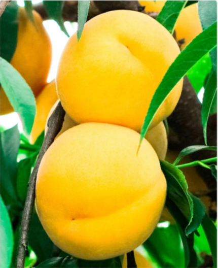 成都生态富硒黄桃子有什么营养